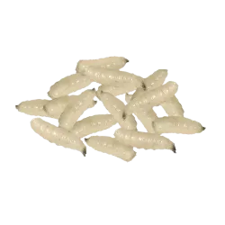 MAGGOTS BAIT