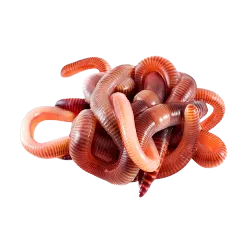 REDWORMS BAIT